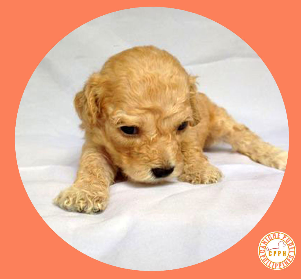 Poodle Phillipines by Caniche Pudel Philippines Kennel Dog Breeder